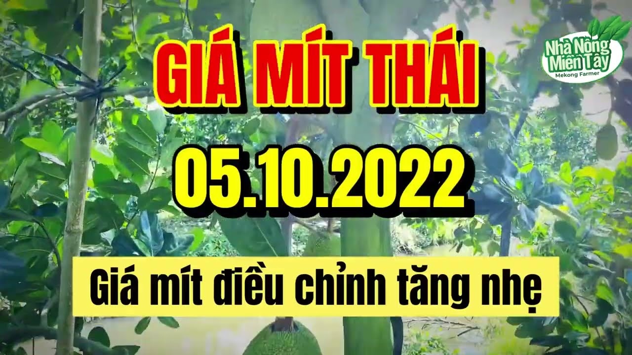 Thai jackfruit prices today