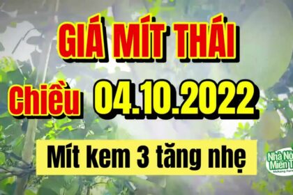 Thai jackfruit prices today