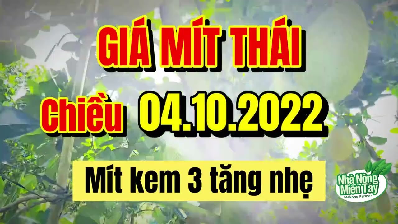Thai jackfruit prices today