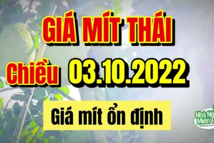 Thai jackfruit prices today