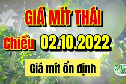 Thai jackfruit prices today