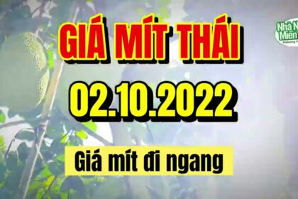 Thai jackfruit prices today