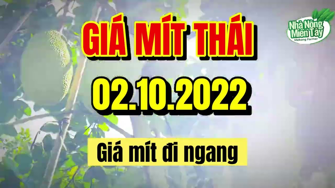 Thai jackfruit prices today