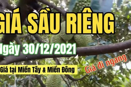 Vietnam durian prices December 30, 2021
