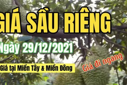 Vietnam durian prices December 29, 2021