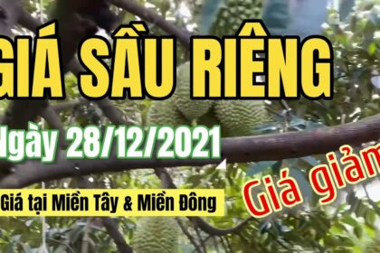 Vietnam durian prices December 28, 2021