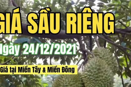 Vietnam durian prices December 24, 2021