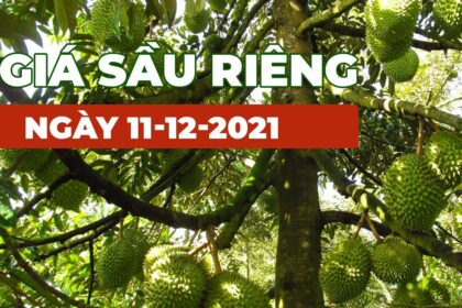 Vietnam durian prices December 11, 2021
