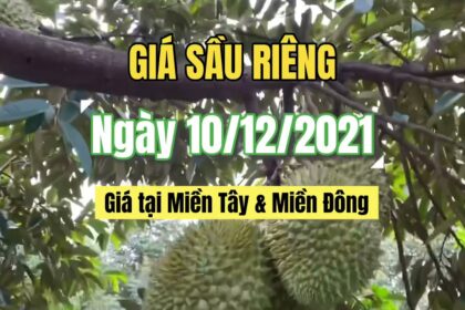 Vietnam durian prices December 10, 2021