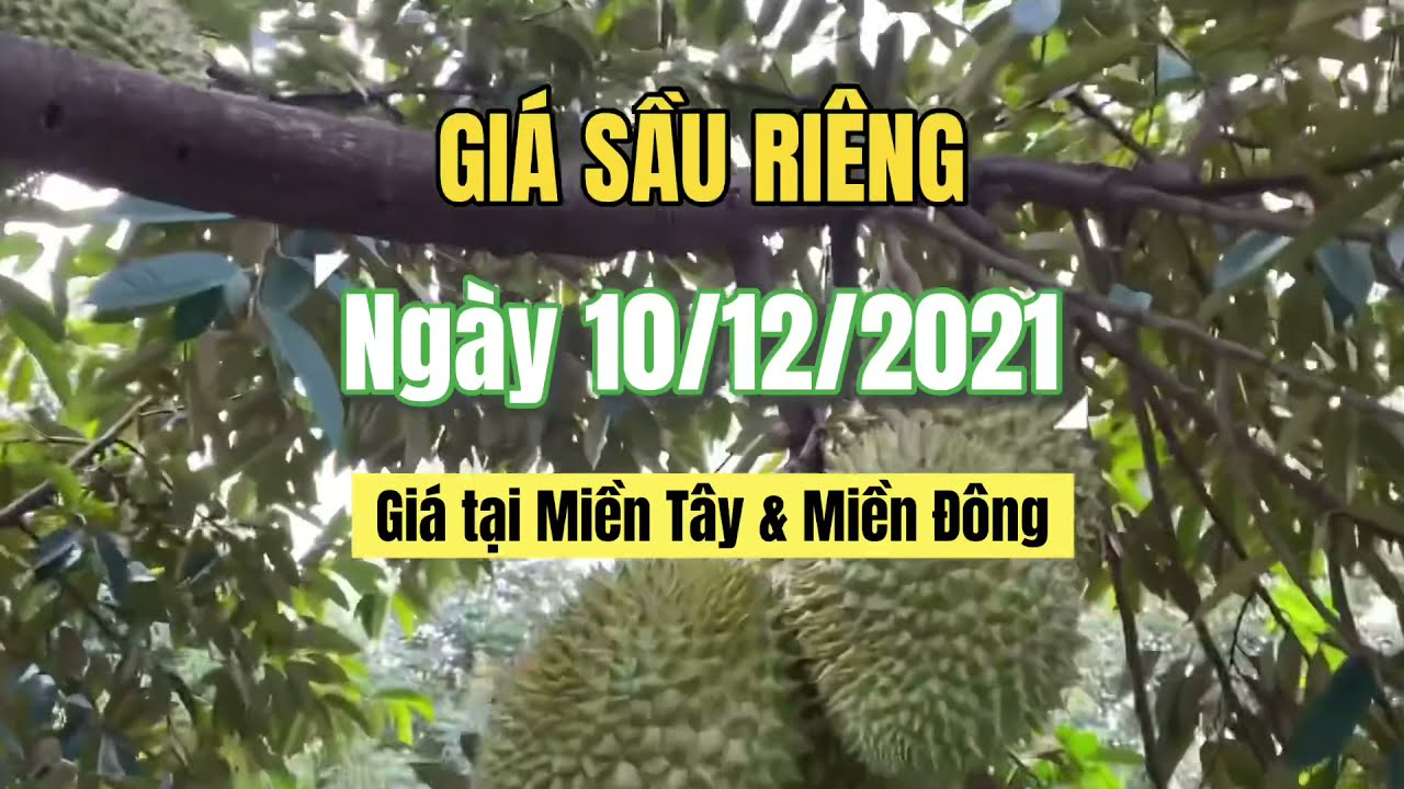 Vietnam durian prices December 10, 2021