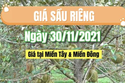 Vietnam durian prices November 30, 2021