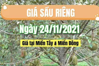 Vietnam durian prices November 24, 2021