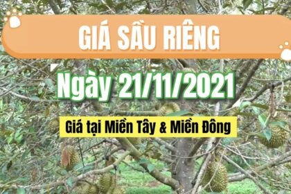 Vietnam durian prices November 21, 2021
