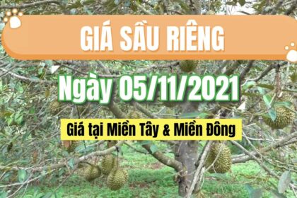 Vietnam durian prices November 5, 2021