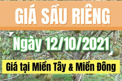 Vietnam durian prices October 12, 2021