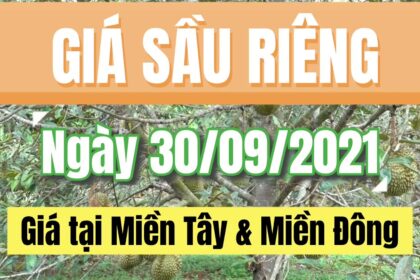 Vietnam durian prices September 30, 2021