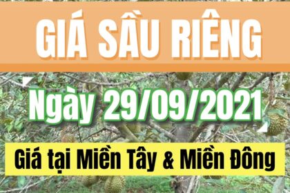 Vietnam durian prices September 29, 2021