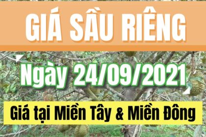Vietnam durian prices September 24, 2021