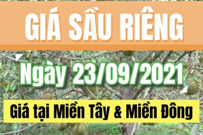 Vietnam durian prices September 23, 2021