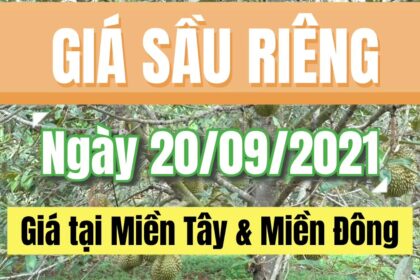 Vietnam durian prices September 20, 2021