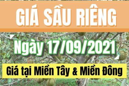 Vietnam durian prices September 17, 2021