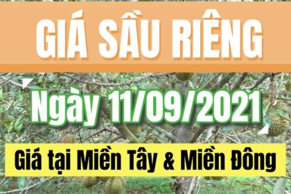 Vietnam durian prices September 11, 2021