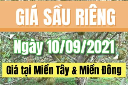Vietnam durian prices September 10, 2021