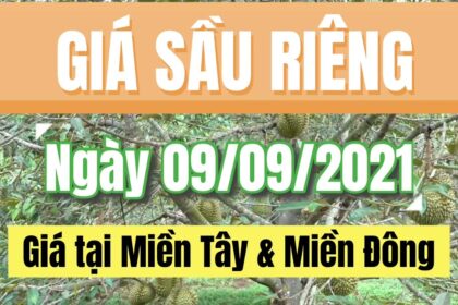 Vietnam durian prices September 9, 2021