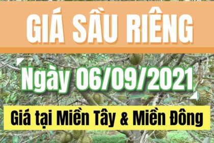 Vietnam durian prices September 6, 2021