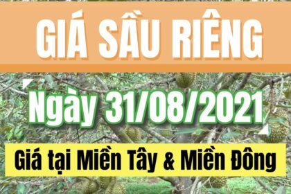 Vietnam durian prices August 31, 2021
