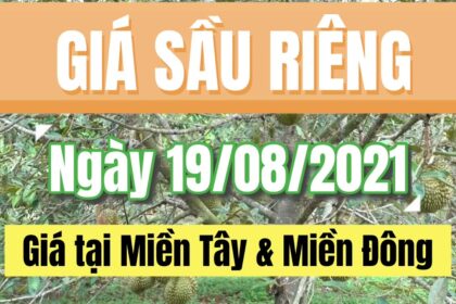 Vietnam durian prices August 19, 2021