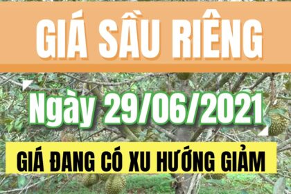 Vietnam durian prices June 29, 2021