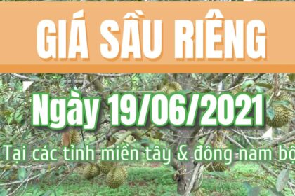 Vietnam durian prices June 19, 2021