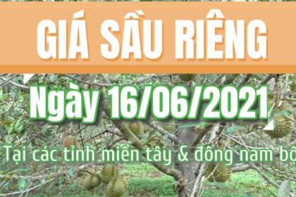 Vietnam durian prices June 16, 2021