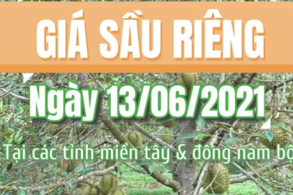 Vietnam durian prices June 13, 2021
