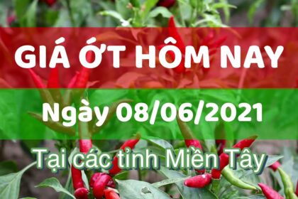 Vietnam chili prices June 8, 2021