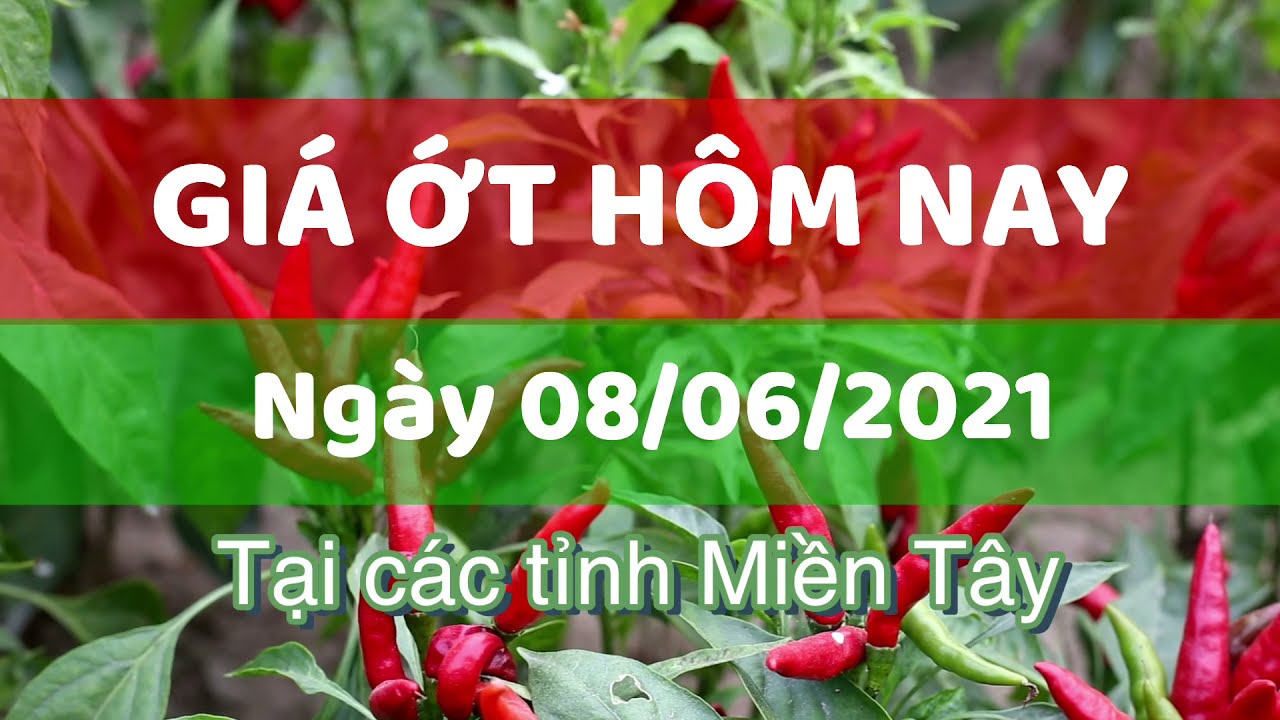 Vietnam chili prices June 8, 2021