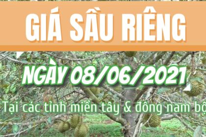 Vietnam durian prices June 8, 2021