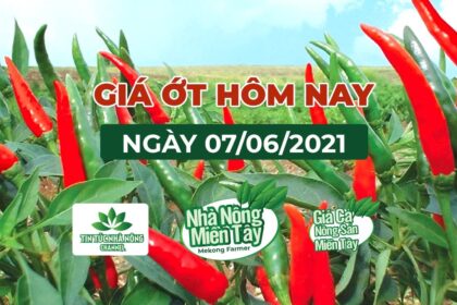 Vietnam chili prices June 7, 2021