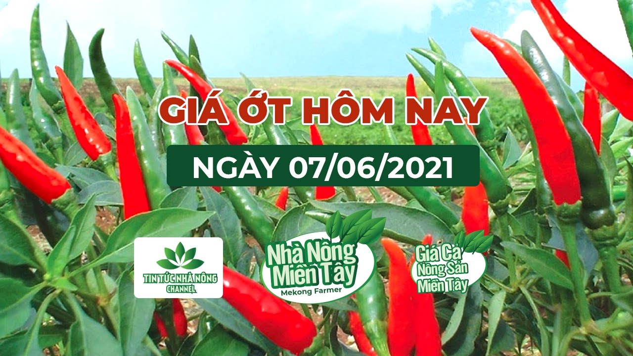 Vietnam chili prices June 7, 2021