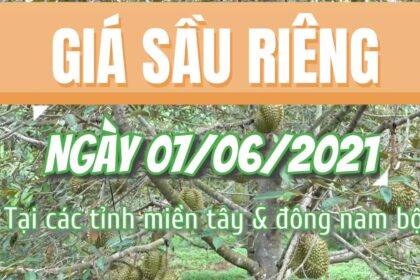Vietnam durian prices June 7, 2021