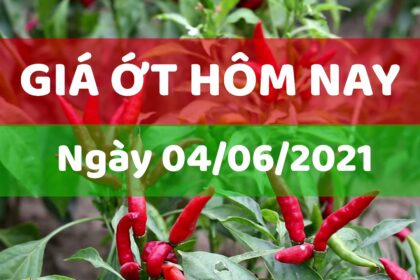 Vietnam chili prices June 4, 2021
