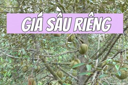Vietnam durian prices May 29, 2021