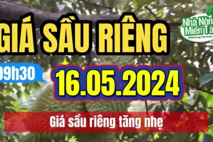 Vietnam durian prices May 16, 2024