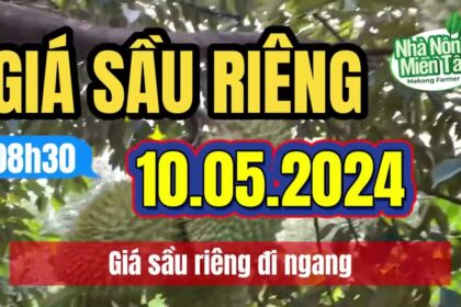 Vietnam durian prices May 10, 2024