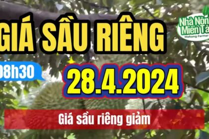 Vietnam durian prices April 28, 2024