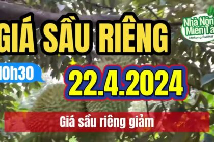 Vietnam durian prices April 22, 2024