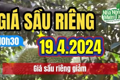 Vietnam durian prices April 19, 2024