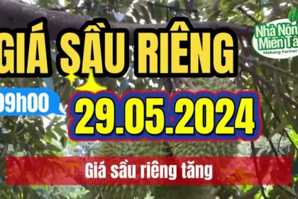 Vietnam durian prices May 29, 2024