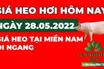 Vietnam live hog prices May 28, 2022